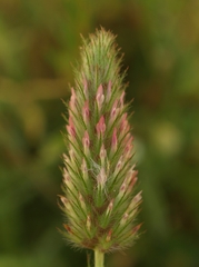 Trifolium angustifolium