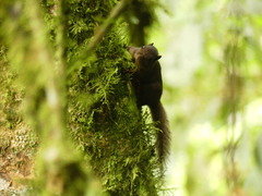 Microsciurus