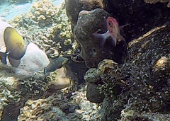 Halichoeres melanurus