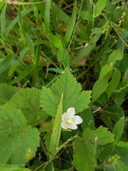Pavonia zeylanica
