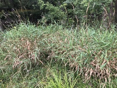 Phalaris arundinacea