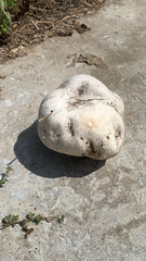 Calvatia