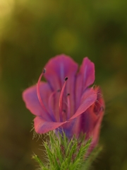 Echium