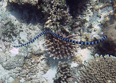 Laticauda laticaudata