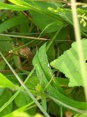 Conocephalus maculatus