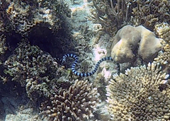 Laticauda laticaudata