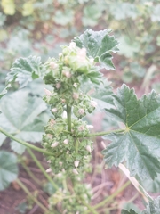 Malva neglecta