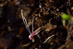 Corybas cryptanthus