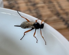 Pimpla rufipes