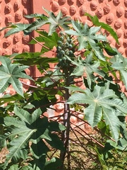 Ricinus communis
