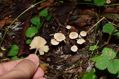 Gymnopus