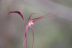 Caladenia capillata