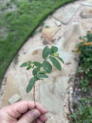 Euphorbia hypericifolia