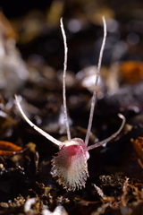 Corybas cryptanthus