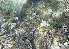 Pseudocheilinus hexataenia