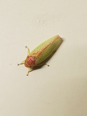Gyponana octolineata