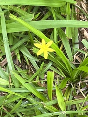 Hypoxis hirsuta