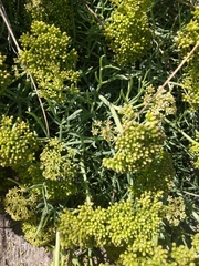 Crithmum maritimum