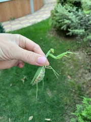 Hierodula transcaucasica