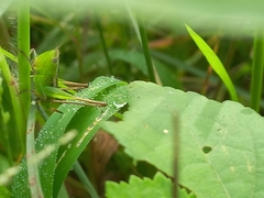 Conocephalus maculatus