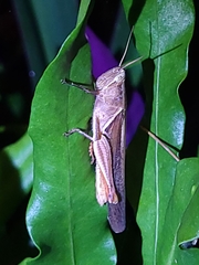 Stenocatantops splendens