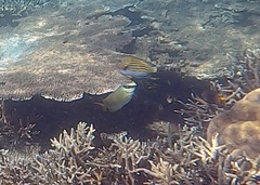 Acanthurus lineatus