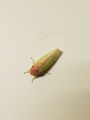 Gyponana octolineata