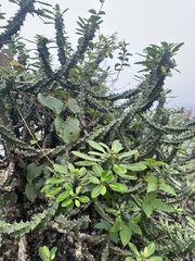 Euphorbia neriifolia