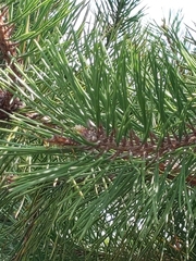 Pinus