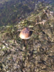 Limulus polyphemus