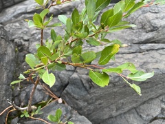 Salix