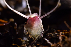 Corybas cryptanthus