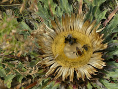 Carlina acanthifolia