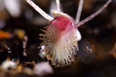 Corybas cryptanthus
