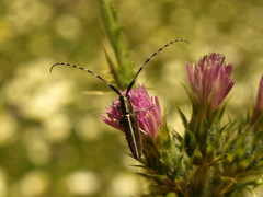 Agapanthia suturalis