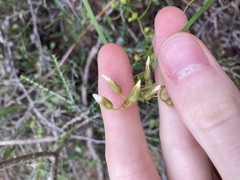Drosera macrantha
