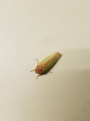 Gyponana octolineata