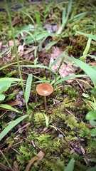 Entoloma strictius
