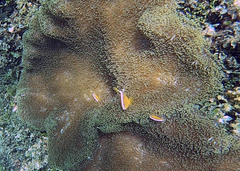 Stichodactyla mertensii