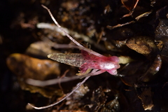 Corybas cryptanthus