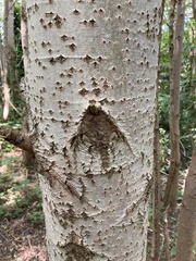 Populus