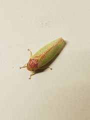 Gyponana octolineata
