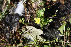 Potentilla paradoxa