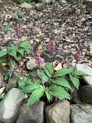 Crepidium roohutuensis