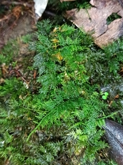 Thuidium urceolatum