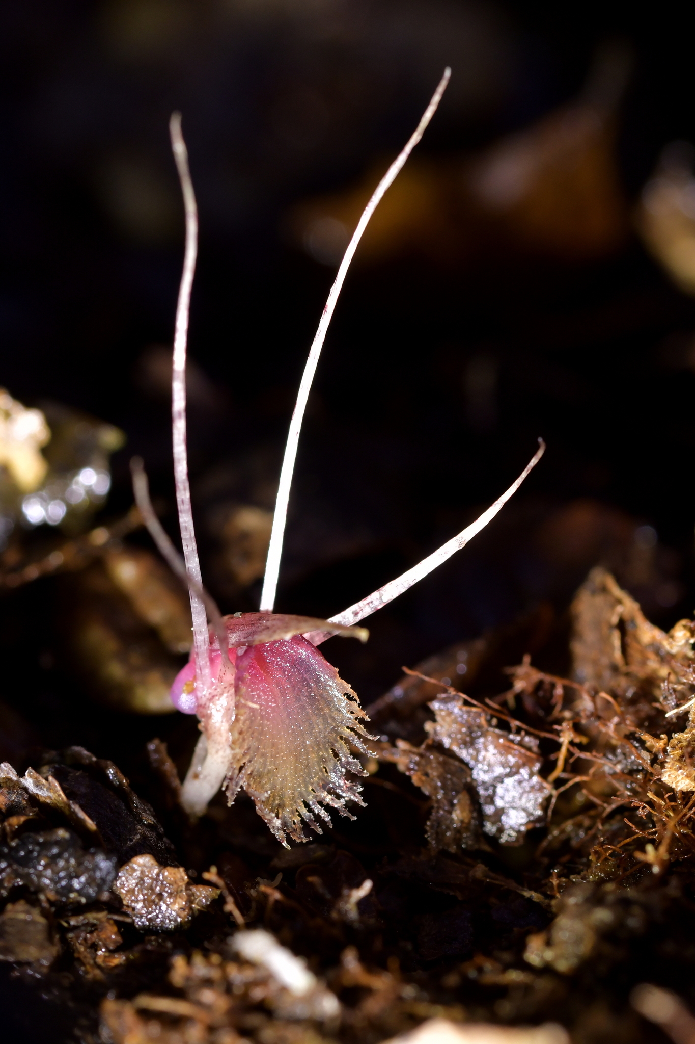 Hidden spider orchid (Corybas cryptanthus) · iNaturalist