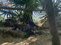 Ctenosaura similis