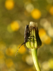 Agapanthia suturalis