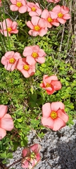 Oxalis obtusa