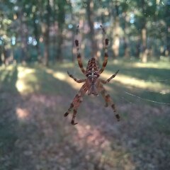 Araneus diadematus